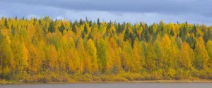 Autumn colours of Birch trees beside water, Laponia / Lappland, Finland Autumn colours of Birch trees beside water, Laponia / Lappland, Finland