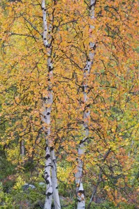 Autumn colours in Mountain birch, (Betula pubescens var Autumn colours in Mountain birch, (Betula pubescens var