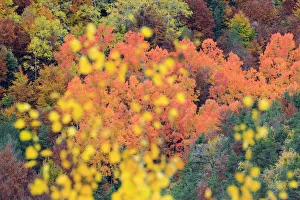 Autumn colours of Poplar (Populus sp) Ordesa y Monte Perdido National Park, Spain Autumn colours of Poplar (Populus sp) Ordesa y Monte Perdido National Park, Spain