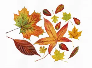 Autumn leaves including Sweet gum (Liquidambar styraciflua) Autumn leaves including Sweet gum (Liquidambar styraciflua)