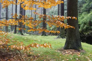 Autumn leaves and tree trunks, Rynartice, Ceske Svycarsko / Bohemian Switzerland National Autumn leaves and tree trunks, Rynartice, Ceske Svycarsko / Bohemian Switzerland National