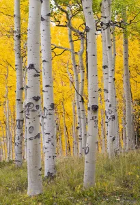 Autumn quaking aspen grove (Populus tremuloides) with trunks scarred by browsing elk Autumn quaking aspen grove (Populus tremuloides) with trunks scarred by browsing elk