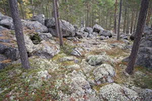 Autumnal boreal forest, Rondane, Norway September 2007 Autumnal boreal forest, Rondane, Norway September 2007