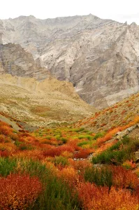 Autumnal mountain vegetation in arid Zanskar Mountains. Ladakh, India. September 2011 Autumnal mountain vegetation in arid Zanskar Mountains. Ladakh, India. September 2011