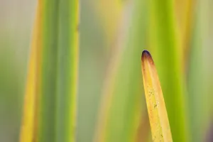 Autumnal reeds and grasses abstract, Forsinard Flows RSPB reserve, Sutherland, Scotland Autumnal reeds and grasses abstract, Forsinard Flows RSPB reserve, Sutherland, Scotland