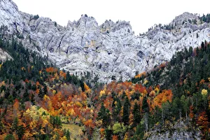Autumnal trees growing in steep gorge, Ordesa y Monte Perdido National Park, Huesca Autumnal trees growing in steep gorge, Ordesa y Monte Perdido National Park, Huesca