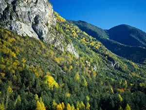 Autumnal trees and a rocky outcrop in Sierra del Balcon. Valley de Ordesa Natural Park Autumnal trees and a rocky outcrop in Sierra del Balcon. Valley de Ordesa Natural Park