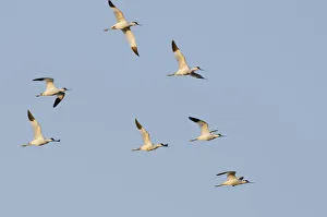 Avocet (Recurvirostra avosetta) flock in flight, Elmley marshes, RSPB Greater Thames Avocet (Recurvirostra avosetta) flock in flight, Elmley marshes, RSPB Greater Thames