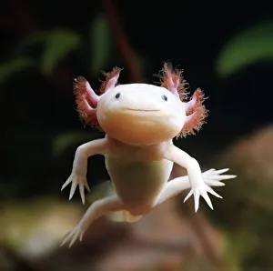 Axolotl {Siredon / Ambystoma mexicanum} albino, captive Axolotl {Siredon / Ambystoma mexicanum} albino, captive