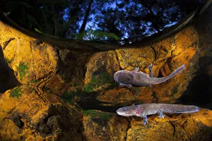 Axototl (Ambystoma mexicanum) swimming in pond at night, reflected in the water, Mexico Axototl (Ambystoma mexicanum) swimming in pond at night, reflected in the water, Mexico