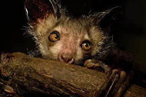 Aye-aye (Daubentonia madagascariensis) extracting beetle grubs from wood. Endemic to Madagascar Aye-aye (Daubentonia madagascariensis) extracting beetle grubs from wood. Endemic to Madagascar