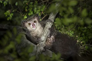 Aye-aye (Daubentonia madagascariensis) after emerging from its nest at dusk. Near Daraina Aye-aye (Daubentonia madagascariensis) after emerging from its nest at dusk. Near Daraina