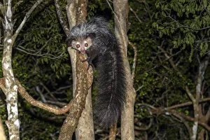Aye-aye (Daubentonia madagascariensis) adult active and foraging in forest canopy at Aye-aye (Daubentonia madagascariensis) adult active and foraging in forest canopy at