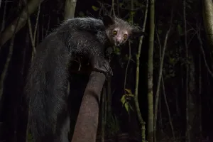 Aye Aye (Daubentonia madagascariensis) at night, Palmarium, Atsinanana, Madagascar Aye Aye (Daubentonia madagascariensis) at night, Palmarium, Atsinanana, Madagascar