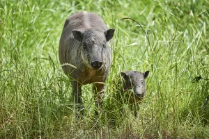 Babirusa (Babyrousa babyrussa) female with baby. Captive, occurs in Sulawesi, Indonesia Babirusa (Babyrousa babyrussa) female with baby. Captive, occurs in Sulawesi, Indonesia