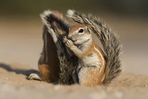 Baby ground squirrel (Xerus inauris) using its tail for shade, Kgalagadi Transfrontier Park Baby ground squirrel (Xerus inauris) using its tail for shade, Kgalagadi Transfrontier Park