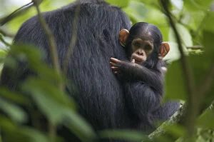 Images Dated 14th December 2006: Baby male Chimpanzee (Pan troglodytes schweinfurthii) Klauce (4 months)