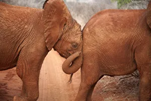 A baby orphan Elephant (Loxodonta africana) leaning against the rump of its friend A baby orphan Elephant (Loxodonta africana) leaning against the rump of its friend