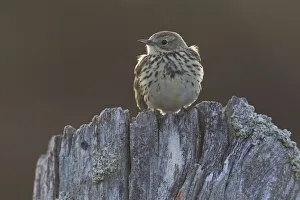 Backlit Meadow pipit (Anthus pratensis) perched on an old post, Scotland, UK, May 2010 Backlit Meadow pipit (Anthus pratensis) perched on an old post, Scotland, UK, May 2010
