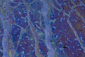 Bacteria - iron and manganese oxidizers and their complementary reducers, in the Bacteria - iron and manganese oxidizers and their complementary reducers, in the