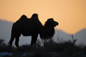 Bactrian camel (Camelus bactrianus) male silhouetted at sunset Bactrian camel (Camelus bactrianus) male silhouetted at sunset