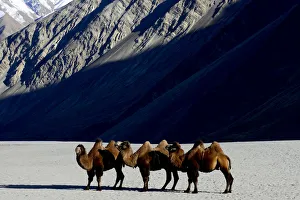 Bactrian camels (Camelus bactrianus) on sand, Nubra Valley, Ladakh, India. September Bactrian camels (Camelus bactrianus) on sand, Nubra Valley, Ladakh, India. September
