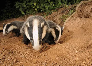 Badger cubs (Meles meles) at sett entrance, Mid Devon, England, June Badger cubs (Meles meles) at sett entrance, Mid Devon, England, June