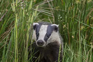 Badger (Meles meles) alking through long grass, near Launceston, Cornwall, UK. July Badger (Meles meles) alking through long grass, near Launceston, Cornwall, UK. July