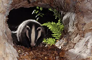 Badger (Meles meles) cub inside hollow log, Berwickshire, Scotland, UK, June Badger (Meles meles) cub inside hollow log, Berwickshire, Scotland, UK, June