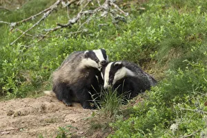 Badger (Meles meles), cub pulling the ear of sibling, June, Scotland, UK. August Badger (Meles meles), cub pulling the ear of sibling, June, Scotland, UK. August