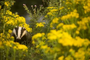 Badger (Meles meles) sub-adult badger among some ragwort, Derbyshire, England, UK, July Badger (Meles meles) sub-adult badger among some ragwort, Derbyshire, England, UK, July