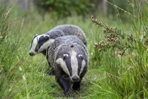 Two Badgers (Meles meles) walking along grassy path, near Launceston, Cornwall, UK. July Two Badgers (Meles meles) walking along grassy path, near Launceston, Cornwall, UK. July