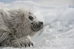Baikal seal (Pusa sibirica) pup on ice, endemic species. Lake Baikal, Russia, April Baikal seal (Pusa sibirica) pup on ice, endemic species. Lake Baikal, Russia, April