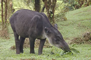 Bairds tapir (Tapirus bairdii) eating leaves, Rara Avis, Costa Rica Bairds tapir (Tapirus bairdii) eating leaves, Rara Avis, Costa Rica