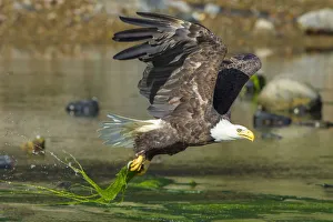 Bald eagle (Haliaeetus leucocephalus) catching an Alewife (Alosa pseudoharengus Bald eagle (Haliaeetus leucocephalus) catching an Alewife (Alosa pseudoharengus