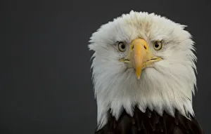 Bald eagle (Haliaeetus leucocephalus) head portrait, Alaska, USA, February Bald eagle (Haliaeetus leucocephalus) head portrait, Alaska, USA, February