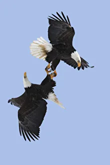 Bald eagle (Haliaeetus leucocephalus) pair flying with claws linked during courtship Bald eagle (Haliaeetus leucocephalus) pair flying with claws linked during courtship