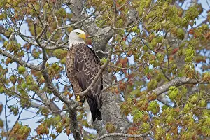 Haliaeetus Leucocephalus Pictures Prints: Bald eagle (Haliaeetus leucocephalus) perched in tree