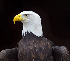 Bald eagle (Haliaeetus leucocephalus) portrait, captive, occurs in North America Bald eagle (Haliaeetus leucocephalus) portrait, captive, occurs in North America