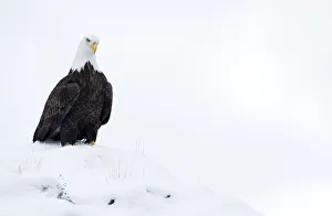 Bald eagle (Haliaeetus leucocephalus) in snow, Alaska, USA, February Bald eagle (Haliaeetus leucocephalus) in snow, Alaska, USA, February