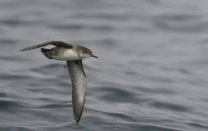 Balearic shearwater (Puffinus mauretanicus) in flight over Irish sea off Pembrokeshire coast Balearic shearwater (Puffinus mauretanicus) in flight over Irish sea off Pembrokeshire coast