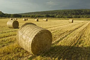Bales of Barley straw on arable farmland, Scotland, UK Bales of Barley straw on arable farmland, Scotland, UK