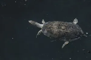 Balkan terrapin (Mauremys rivulata) swimming, The Peloponnese, Greece, May 2009 Balkan terrapin (Mauremys rivulata) swimming, The Peloponnese, Greece, May 2009