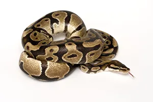 Ball / Royal python (Python regius) coiled with tongue extended Ball / Royal python (Python regius) coiled with tongue extended