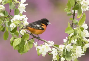 Baltimore oriole (Icterus galbula) male perched in pear (Pyrus sp Baltimore oriole (Icterus galbula) male perched in pear (Pyrus sp