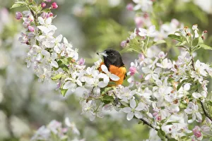 Baltimore Oriole (Icterus galbula) male with spider prey Baltimore Oriole (Icterus galbula) male with spider prey