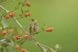 Baltimore oriole (Icterus galbula) female perched on Berlandier's fiddlewood (Citharexylum berlandieri) Baltimore oriole (Icterus galbula) female perched on Berlandier's fiddlewood (Citharexylum berlandieri)