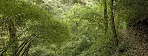 Bamboo growing beside narrow mountain track. Gaoligongshan National Nature Reserve Bamboo growing beside narrow mountain track. Gaoligongshan National Nature Reserve