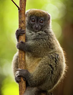 Bamboo lemur (Hapalmur griseus) in tree. Andasibe-Mantadia National Park, Madagascar Bamboo lemur (Hapalmur griseus) in tree. Andasibe-Mantadia National Park, Madagascar