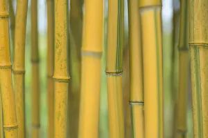 Bamboo (Phylostachys aureosulcata) occurs in the Zhejiang Province of China Bamboo (Phylostachys aureosulcata) occurs in the Zhejiang Province of China